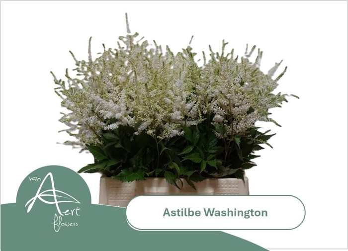<h4>ASTIL JA WASHINGTON</h4>