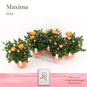 Ro Oranje Dolc'Amore Keramiek Terracotta