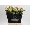 Paeonia Angel Cheeks