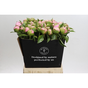 Paeonia Angel Cheeks
