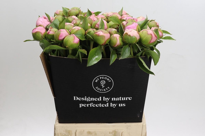 <h4>Paeonia Angel Cheeks</h4>