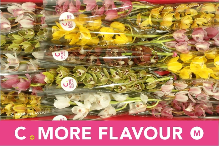 <h4>CYMB MI GEM</h4>