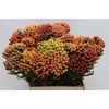 Kaaps Brunia Red Large