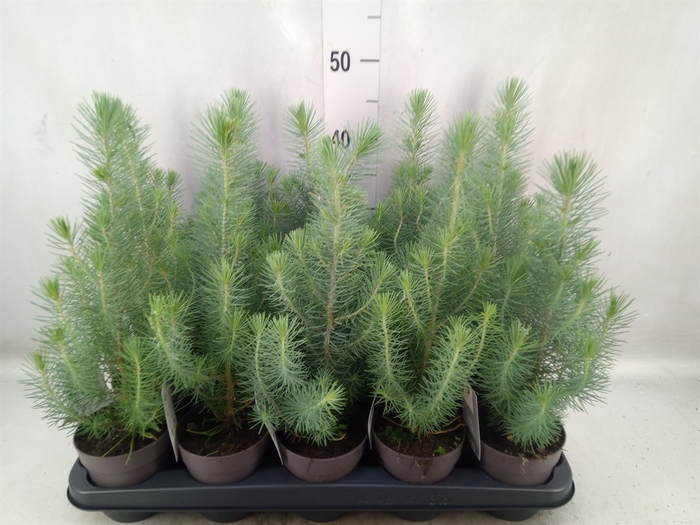 <h4>Pinus pinea 'Silver Crest'</h4>