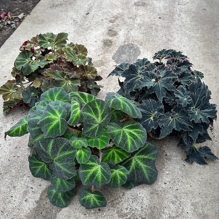<h4>BEGONIA REX-HYBRID P12 EXC TIGER</h4>