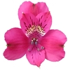 ALSTROEMERIA REAL 080 CM