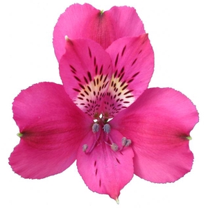 ALSTROEMERIA REAL 080 CM