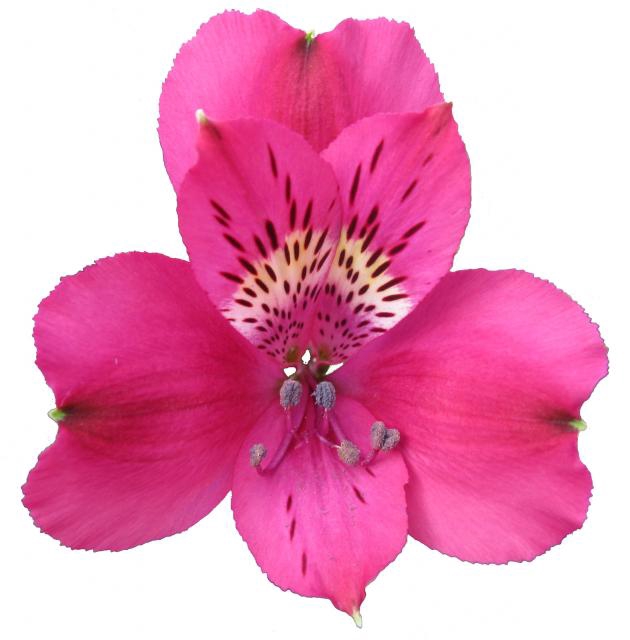 <h4>ALSTROEMERIA REAL 080 CM</h4>