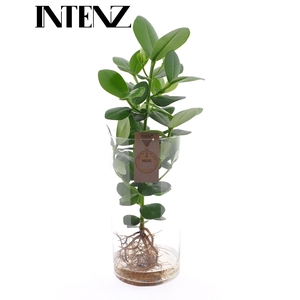 Clusia in Cylinder glas XXL - levertijd: 24 uur