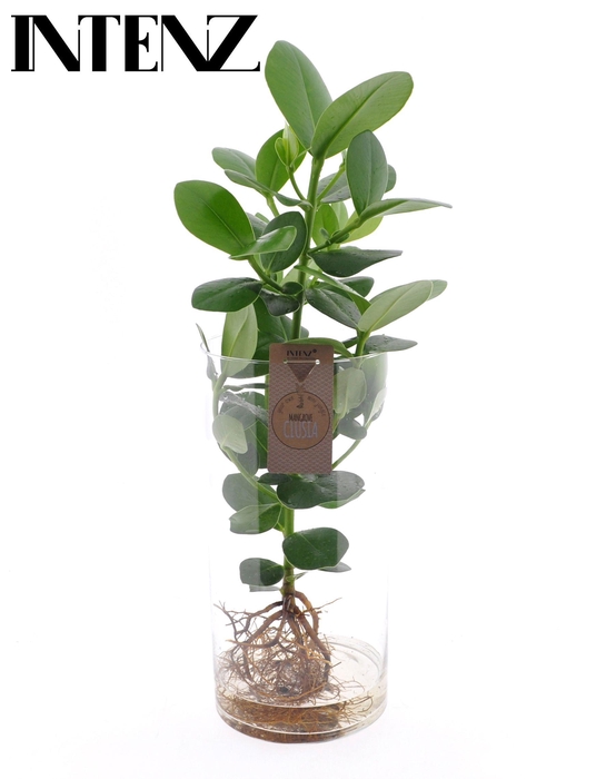 <h4>Clusia in Cylinder glas XXL - levertijd: 24 uur</h4>