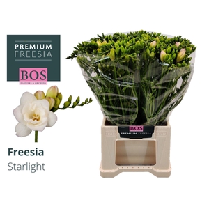 Freesia du Starlight