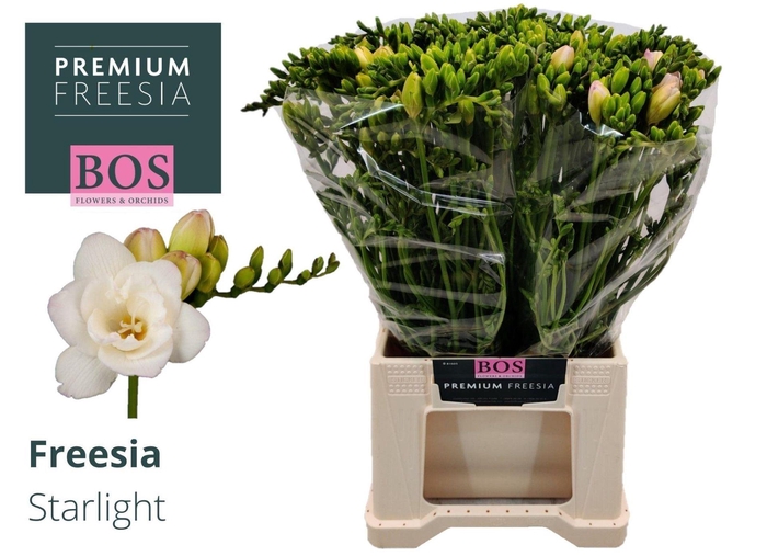<h4>Freesia du Starlight</h4>