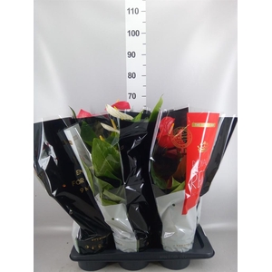 Anthurium   ...mix