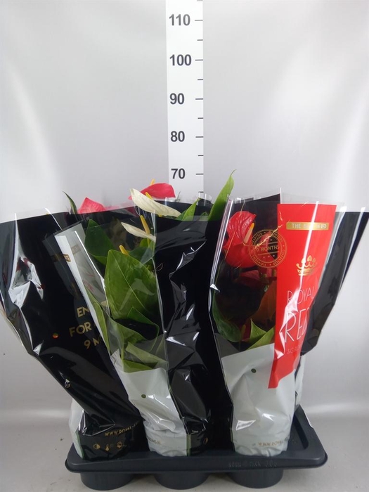 <h4>Anthurium   ...mix</h4>
