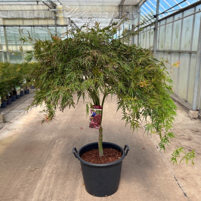 <h4>Acer palm. 'Garnet'</h4>