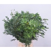 EUC PARVIFOLIA