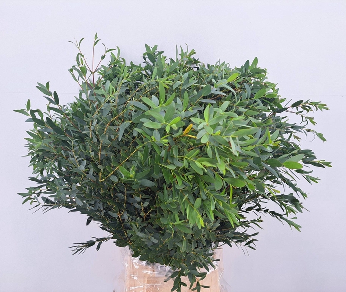 EUC PARVIFOLIA