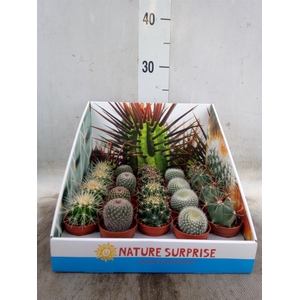 Cactus   ...mix