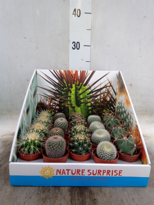 <h4>Cactus   ...mix</h4>
