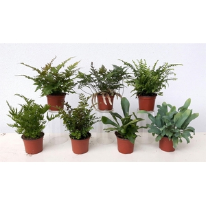 Ferns   ...mix
