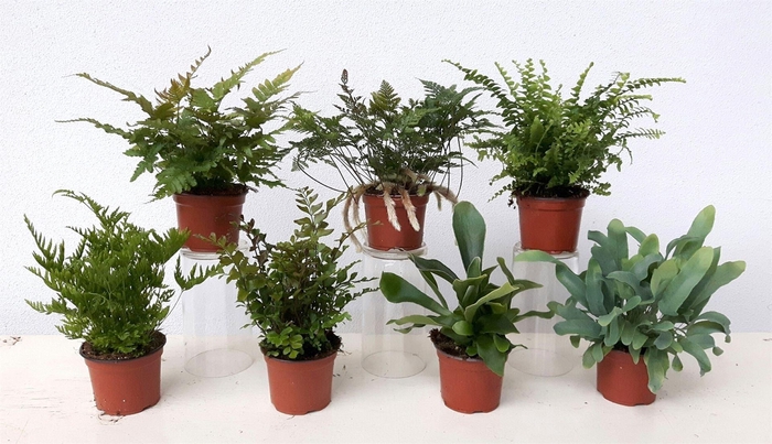 <h4>Ferns   ...mix</h4>