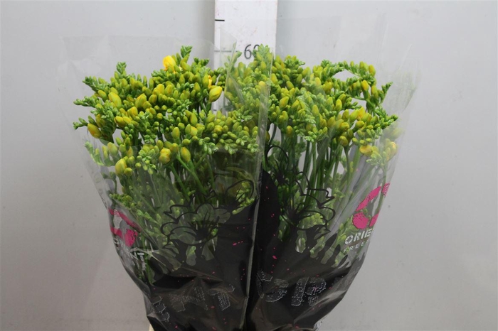 <h4>Fr Du Soleil</h4>