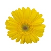 GERBERA PANAMA >10 CM DIAM <050 CM AMARELO