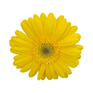 GERBERA PANAMA >10 CM DIAM <050 CM AMARELO