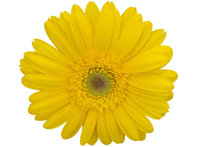 <h4>GERBERA PANAMA >10 CM DIAM <050 CM AMARELO</h4>