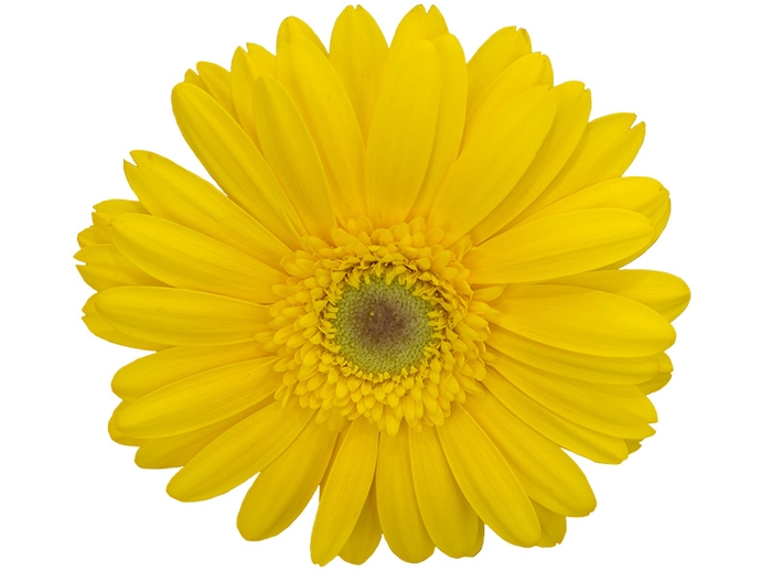 GERBERA PANAMA >10 CM DIAM <050 CM AMARELO