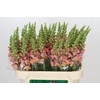 Antirrhinum majus Toulon Apricot