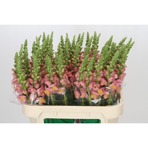 Antirrhinum majus Toulon Apricot