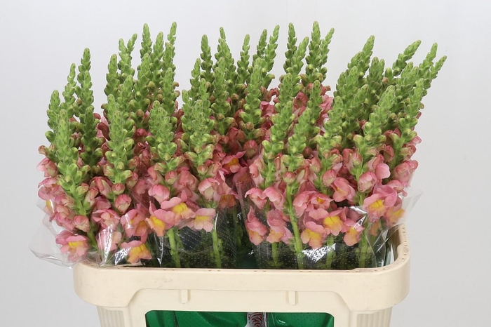 <h4>Antirrhinum majus Toulon Apricot</h4>