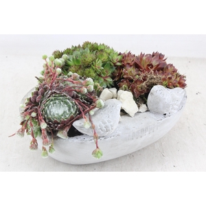 arr4 Semp JS - Vogel schaal ovaal 338/3