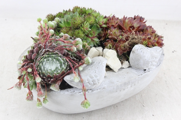 <h4>arr4 Semp JS - Vogel schaal ovaal 338/3</h4>