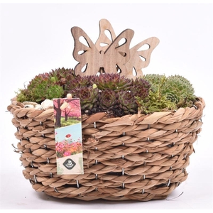 Maisblad gevl. ovaal 24x15cm