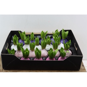 Wax Hyacinth Mix Pastel