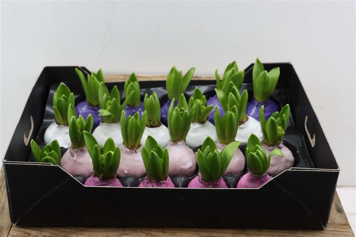 <h4>Wax Hyacinth Mix Pastel</h4>
