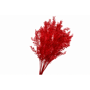 Dried Bleached Ruscus Red