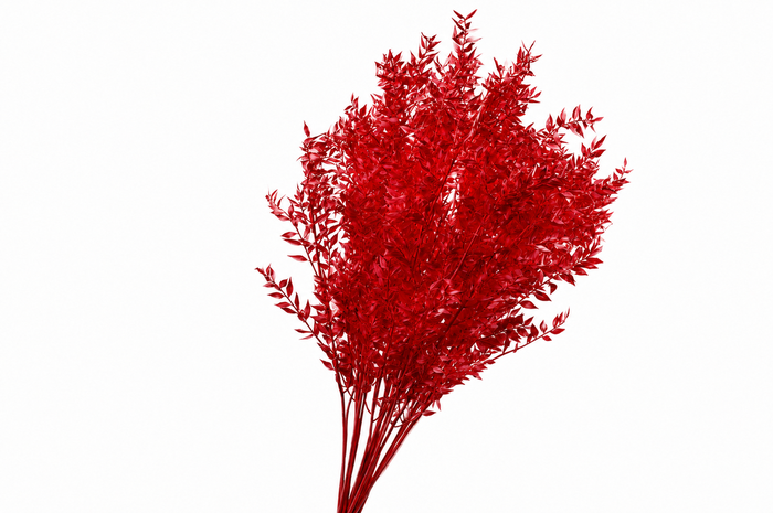 <h4>Dried Bleached Ruscus Red</h4>