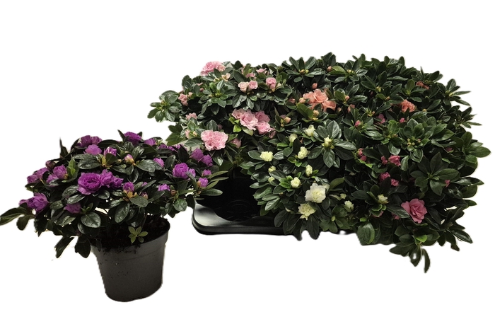 <h4>RHODO SI GEM</h4>