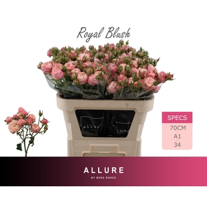 R TR ROYAL BLUSH