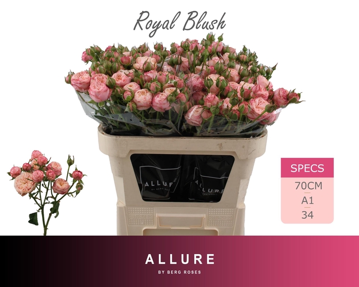 <h4>R TR ROYAL BLUSH</h4>