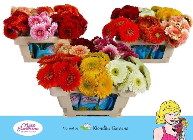 <h4>GE MB BOL RIJ GEM</h4>