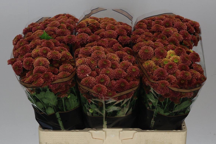 <h4>Sant Doria Cherry</h4>