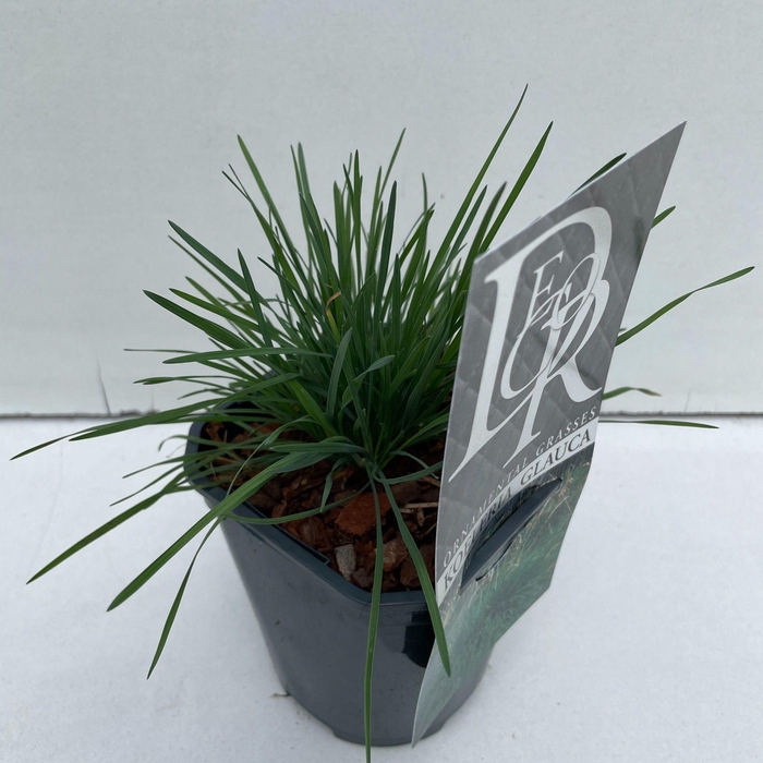 <h4>Graminées Koeleria Glauca</h4>