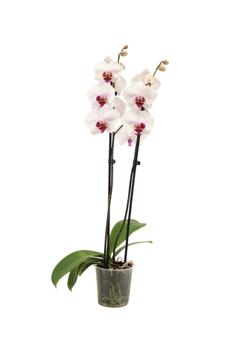 <h4>Phal Red Eye 2T16+</h4>