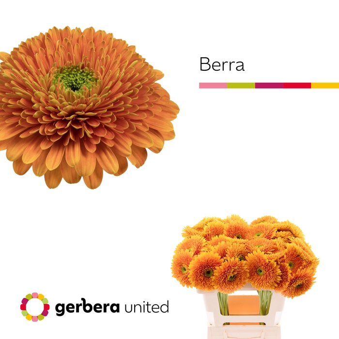 <h4>Gerbera Pomponi Berra Water x40</h4>