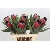 Protea Red Magic
