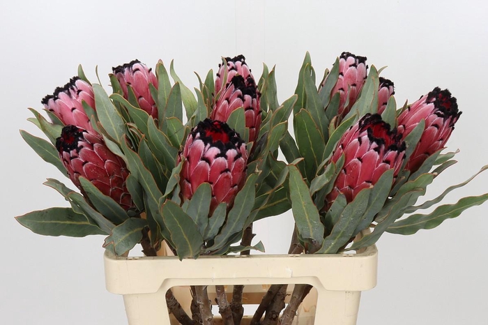 Protea Red Magic
